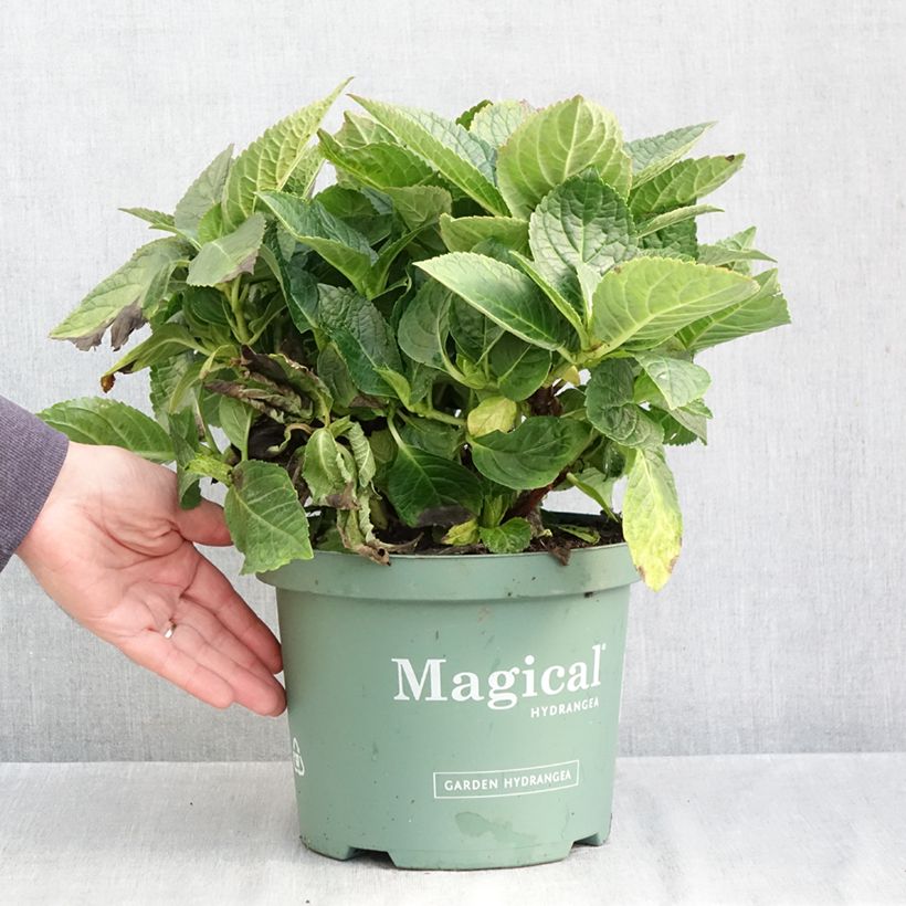 Exemplar von Hydrangea macrophylla Magical Amethyst - Bauernhortensie Topf mit 4L/5L wie im Herbst geliefert