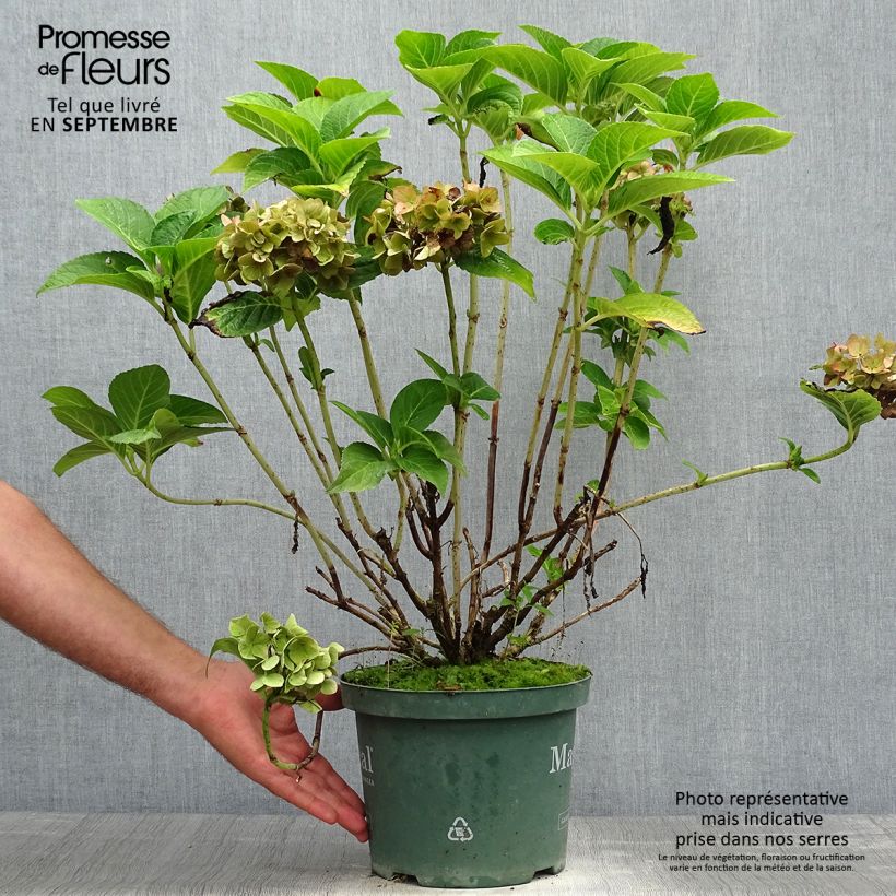 Exemplar von Hydrangea macrophylla Magical Ruby Tuesday - Bauernhortensie Topf mit 2L/3L wie im Herbst geliefert
