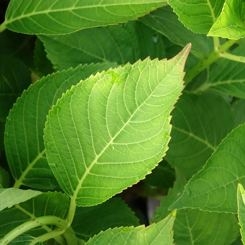 Hydrangea macrophylla Teller Messalina - Bauernhortensie (Laub)