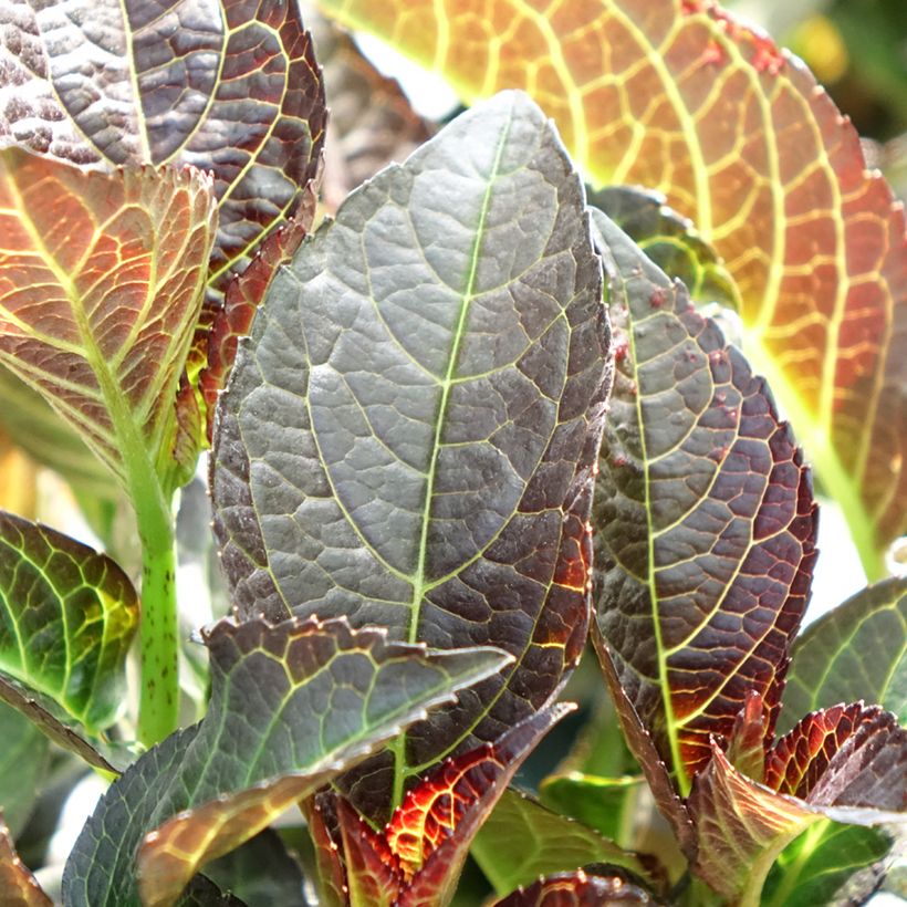 Hydrangea macrophylla 'Hokomamipe'  Midnight Pearl - Bauernhortensie (Laub)