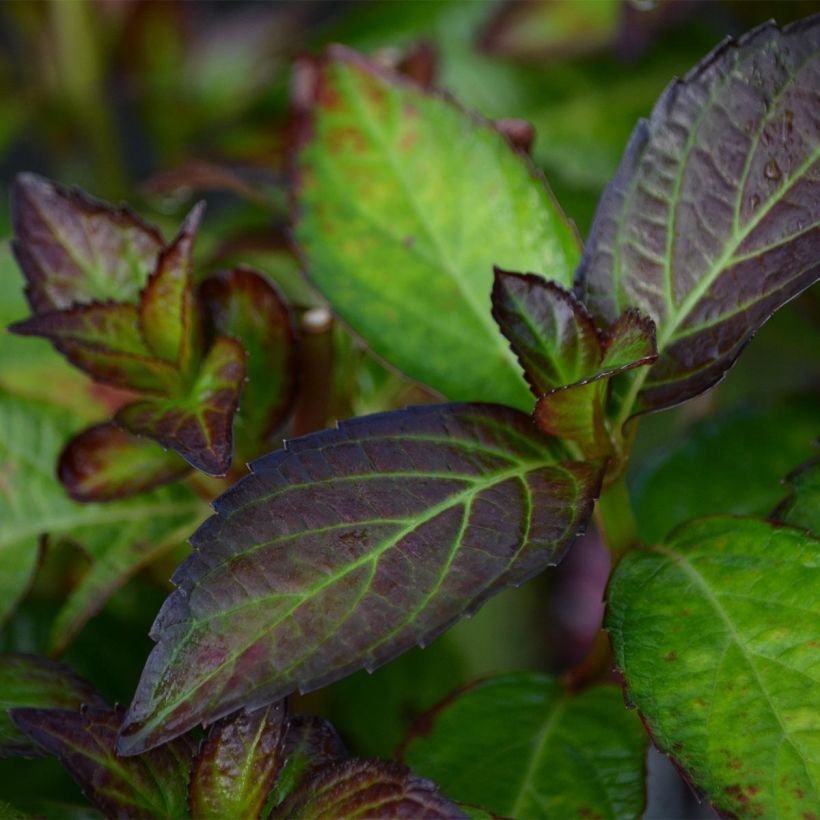 Hortensia - Hydrangea macrophylla Mirai (Laub)