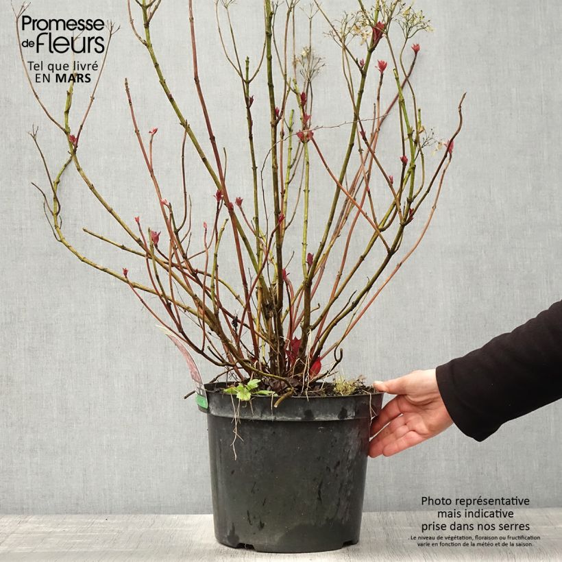 Exemplar von Hortensia - Hydrangea macrophylla Mirai Topf mit 7,5L/10L wie im Frühjahr geliefert