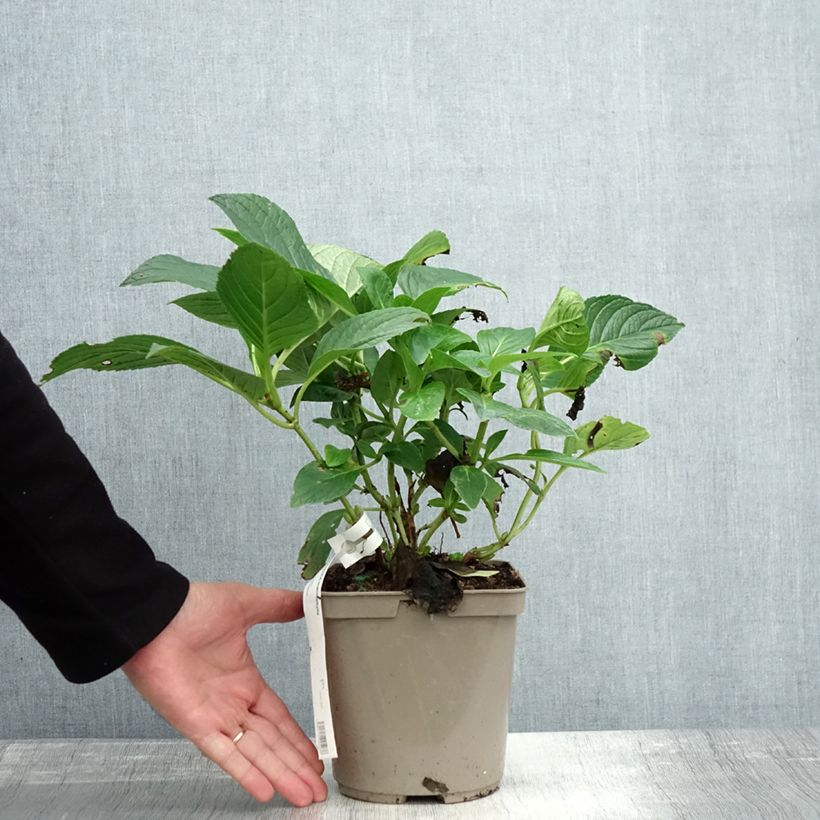 Exemplar von Hydrangea macrophylla Mousmee - Bauernhortensie Topf mit 2L/3L wie im Herbst geliefert