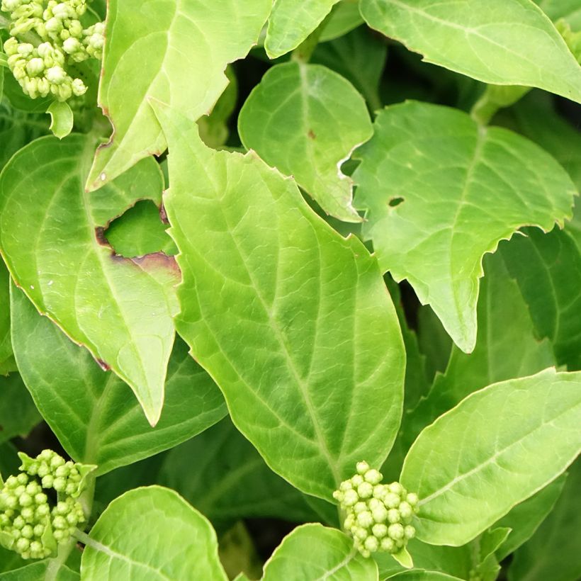 Hydrangea macrophylla Pia - Bauernhortensie (Laub)