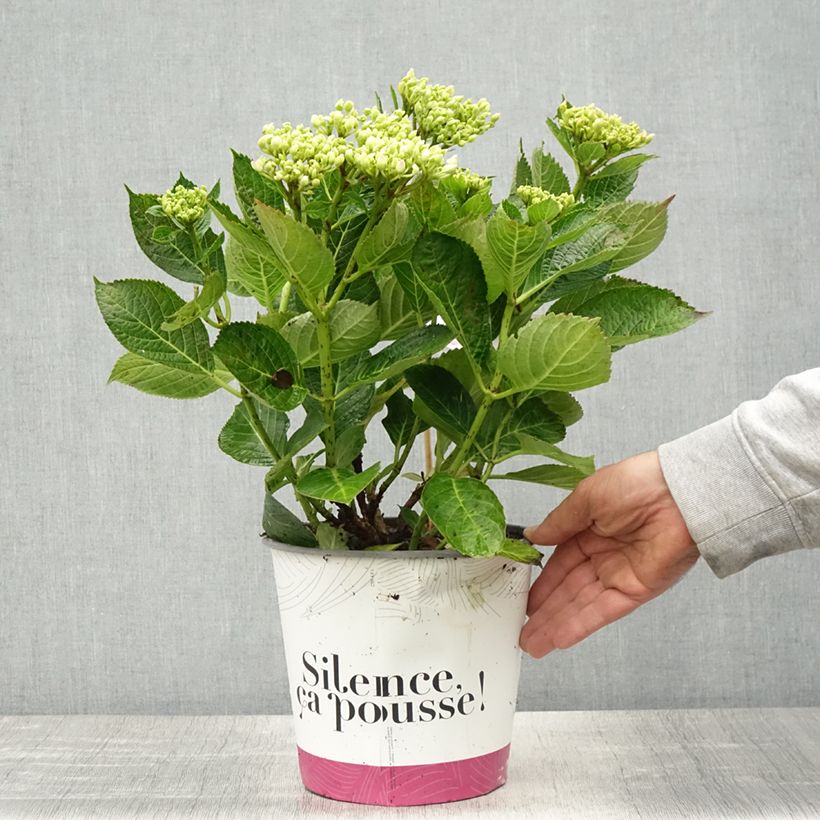 Exemplar von Hydrangea macrophylla Pinky Binder - Bauernhortensie Topf mit 4L/5L wie im Frühjahr geliefert