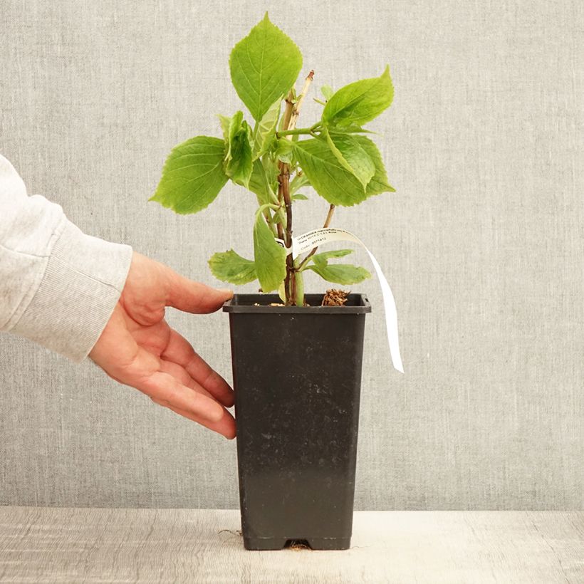 Example of Hydrangea macrophylla Princess Diana - Bauernhortensie Topf mit 1,5L/2L as you get in printemps