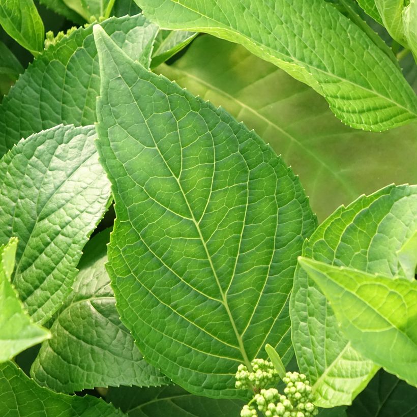 Hydrangea macrophylla Princess Diana - Bauernhortensie (Foliage)