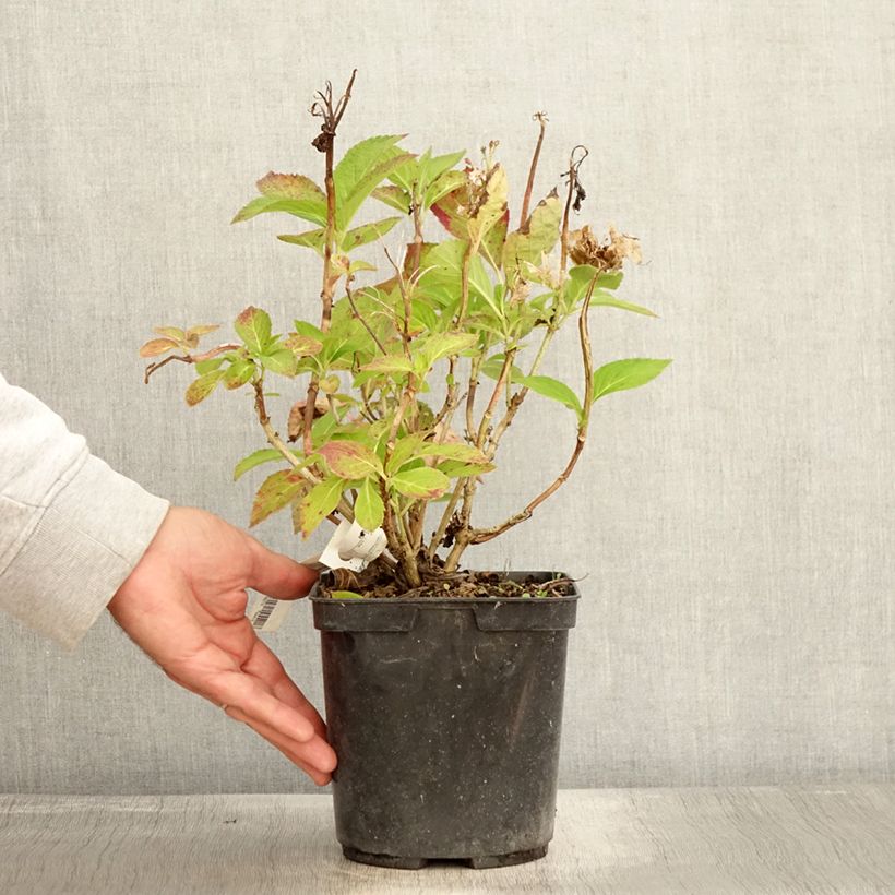 Exemplar von Hortensia - Hydrangea macrophylla Rahic Pot de 3L/4L wie im Herbst geliefert