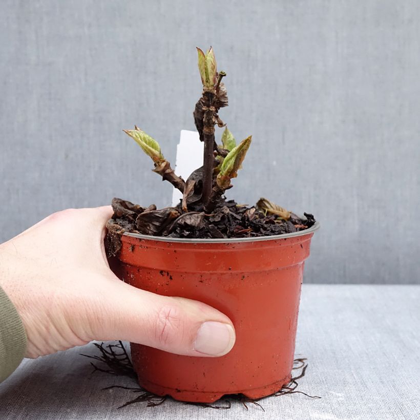 Exemplar von Hortensia - Hydrangea macrophylla Rebellion Choco Love Topf 12 cm / 13 cm wie im Winter geliefert