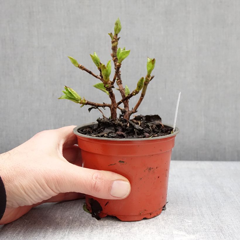 Exemplar von Hortensia - Hydrangea macrophylla Rebellion Ferrari Love Topf 12 cm / 13 cm wie im Winter geliefert