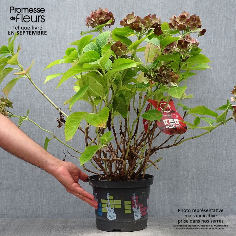Exemplar von Hydrangea macrophylla Music Collection Red Reggae - Bauernhortensie Topf mit 4L/5L wie im Herbst geliefert