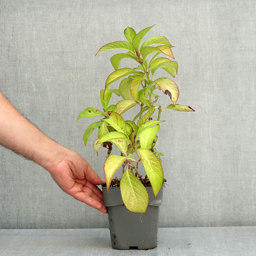 Exemplar von Hydrangea macrophylla Sabrina - Bauernhortensie Topf mit 2L/3L wie im Sommer geliefert