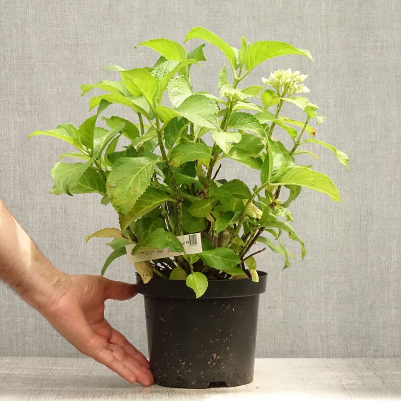 Exemplar von Hydrangea macrophylla Schneeball - Bauernhortensie Topf mit 2L/3L wie im Sommer geliefert
