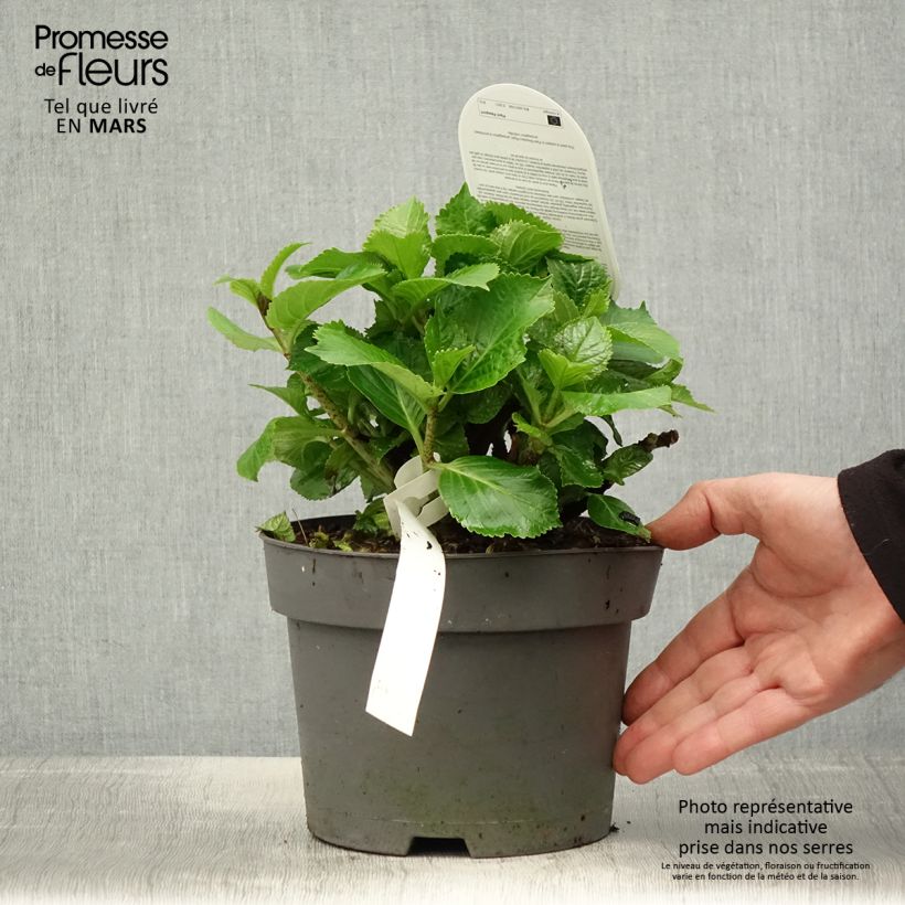 Example of Hydrangea macrophylla Schneeball - Bauernhortensie Topf mit 2L/3L as you get in printemps