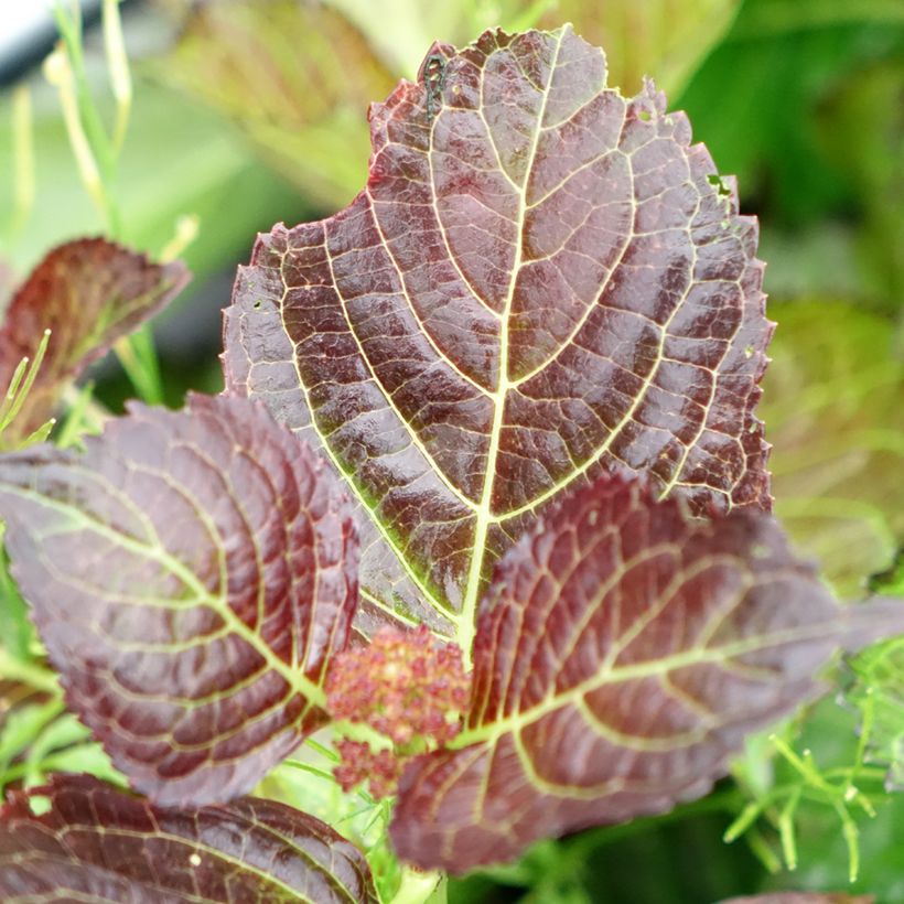 Hydrangea macrophylla Dutch Ladies Selma - Bauernhortensie (Laub)