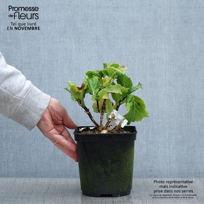 Exemplar von Hortensia macrophylla So Long Aya Pot de 3L/4L wie im Herbst geliefert