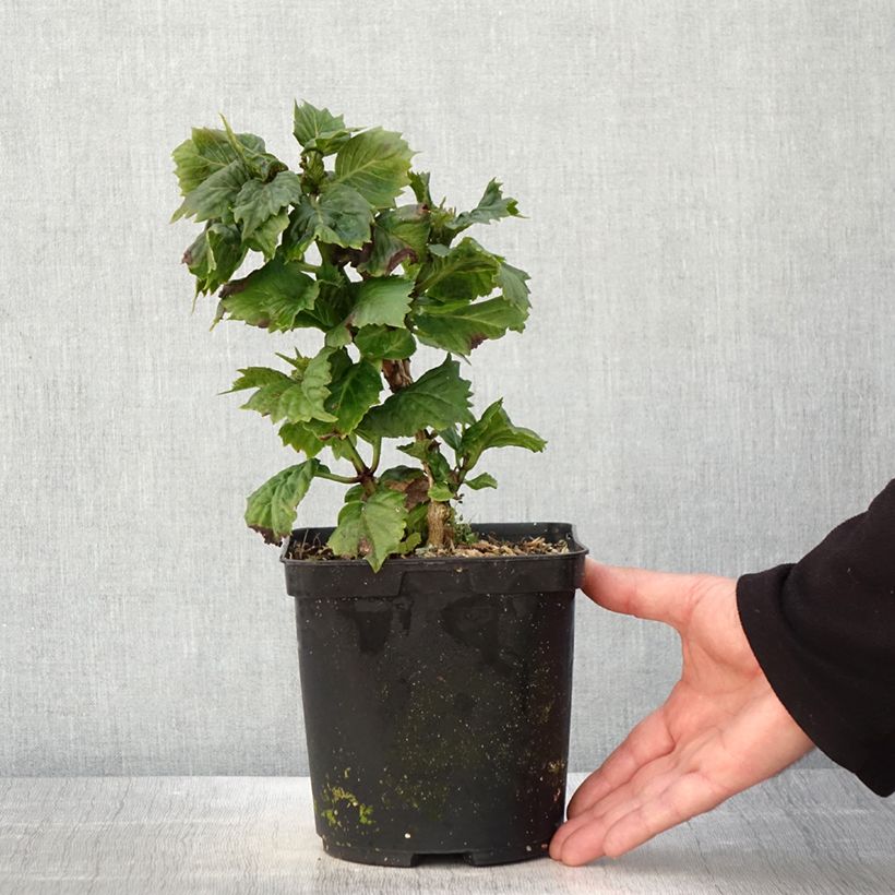 Example of Hydrangea macrophylla So Long Aya - Bauernhortensie Topf mit 3L/4L as you get in printemps