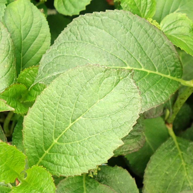 Hydrangea macrophylla So Long Sunny - Bauernhortensie (Foliage)