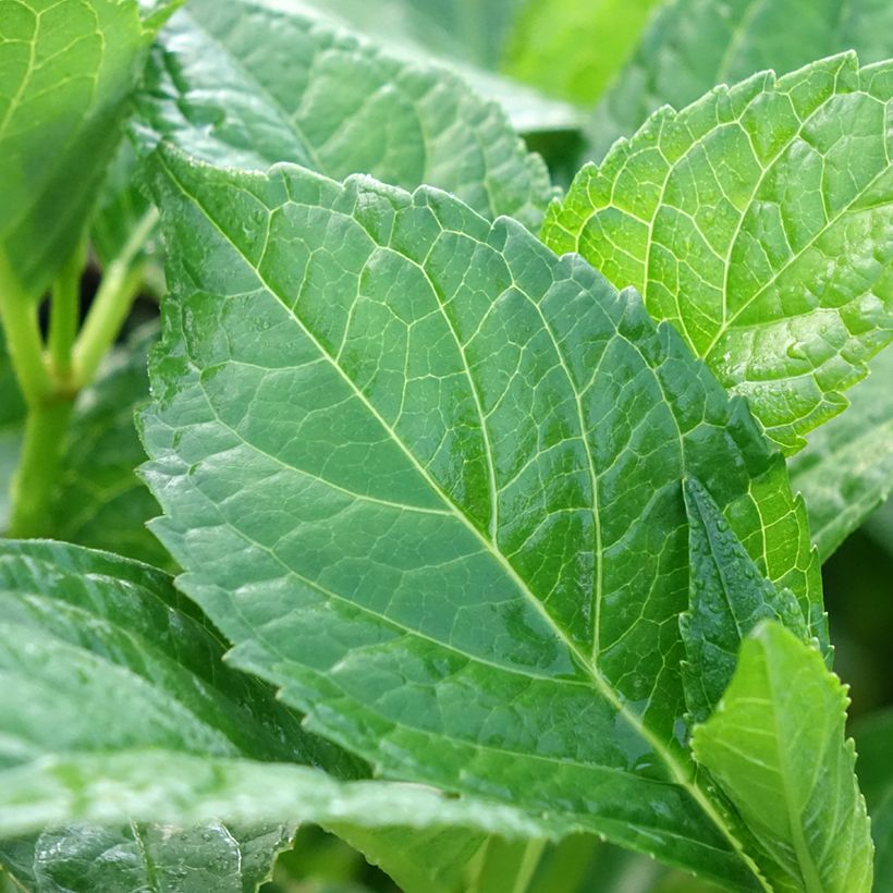 Hydrangea macrophylla Soeur Thérèse - Bauernhortensie (Foliage)