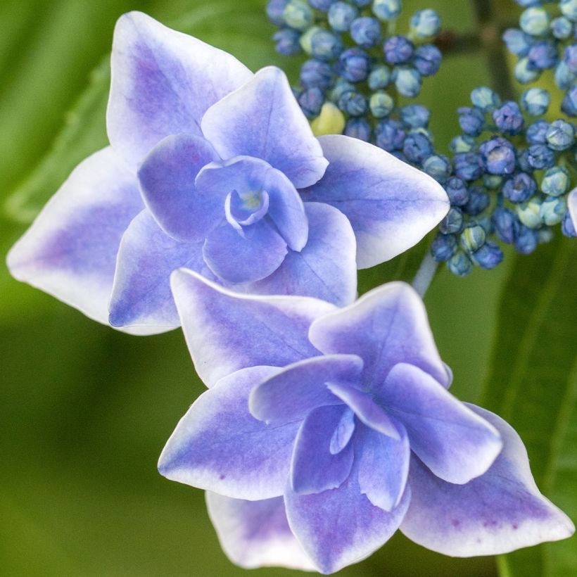 Hydrangea macrophylla Star Gazer Blue - Bauernhortensie (Flowering)