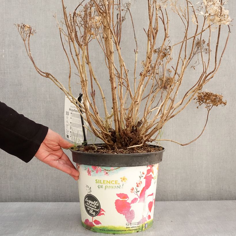 Example of Hydrangea macrophylla Star Gazer Blue - Bauernhortensie Topf mit 7,5L/10L as you get in hiver