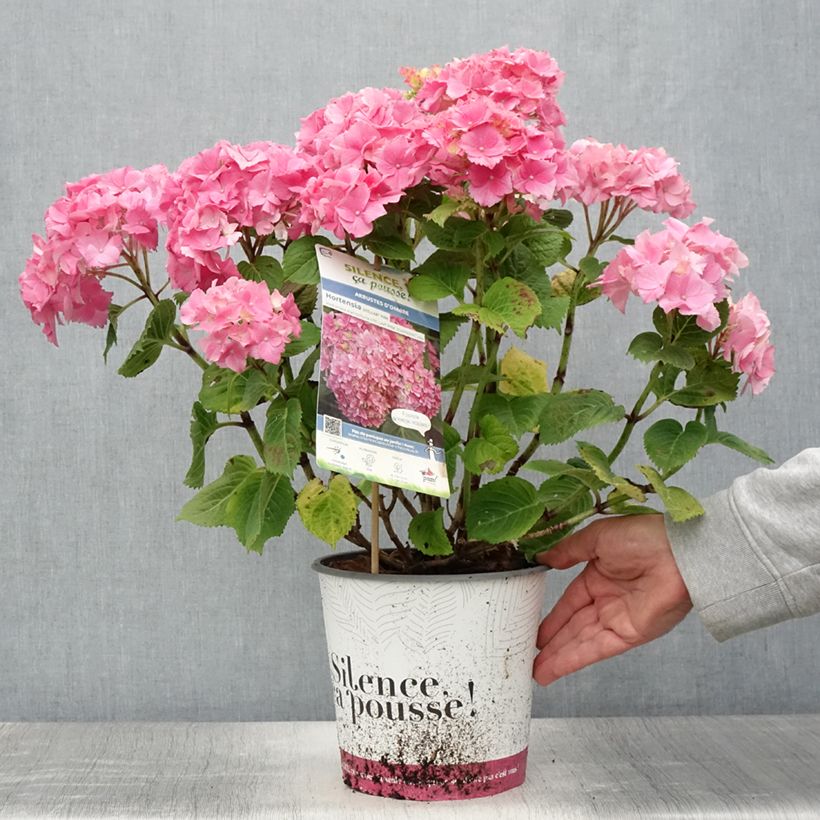 Exemplar von Hydrangea macrophylla Stellar Pink - Bauernhortensie Topf mit 4L/5L wie im Sommer geliefert