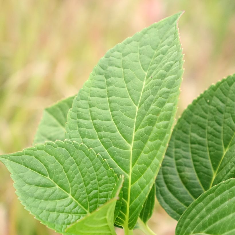 Hydrangea macrophylla Tinkerbell - Bauernhortensie (Laub)