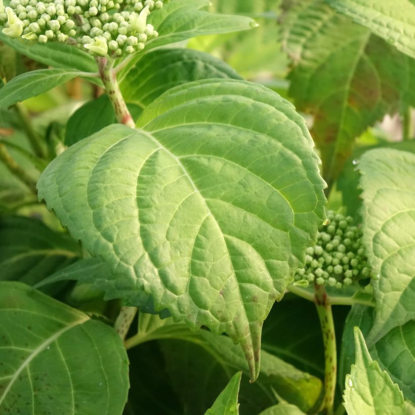 Hydrangea macrophylla Veitchii - Bauernhortensie (Laub)