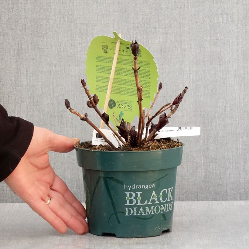Example of Hydrangea macrophylla x serrata After Midnight ('Jong 02') - Bauernhortensie Topf mit 2L/3L as you get in hiver