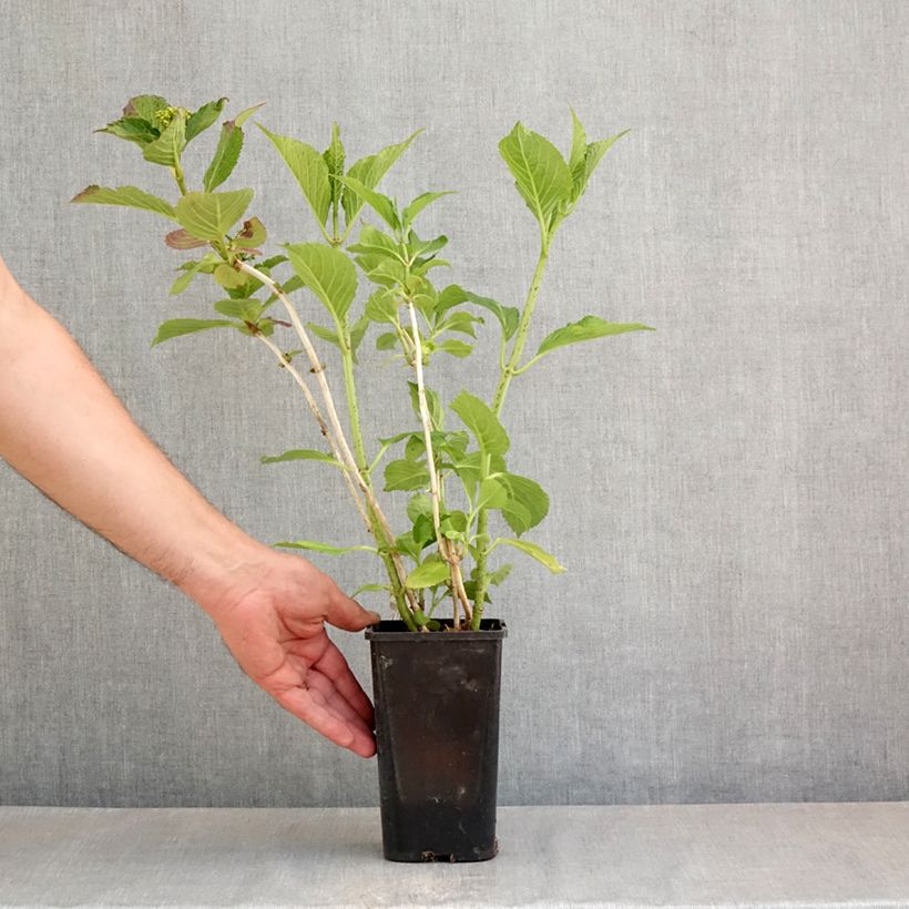 Example of Hydrangea macrophylla You & Me 'Inspire' - Bauernhortensie Topf mit 1,5L/2L as you get in printemps