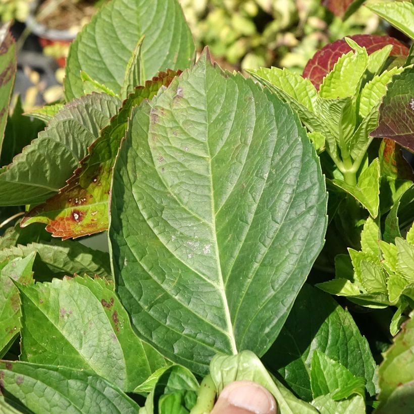 Hydrangea macrophylla 'Youme H1917' LOVE (YOU & ME® series) - Bauernhortensie (Laub)