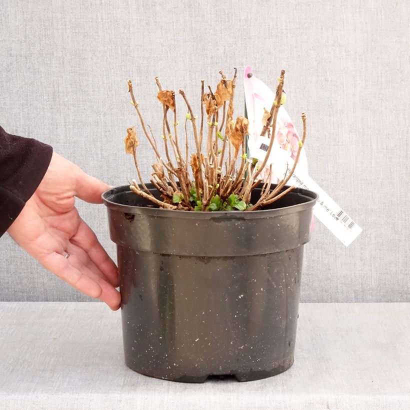 Exemplar von Hydrangea macrophylla 'Youme H1917' LOVE (YOU & ME® series) - Bauernhortensie Topf mit 3L/4L wie im Frühjahr geliefert