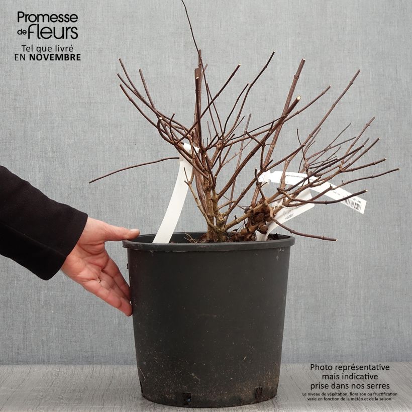 Exemplar von Rispenhortensie Diamant Rouge - Hydrangea paniculata Topf mit 7,5L/10L, Strauch wie im Herbst geliefert