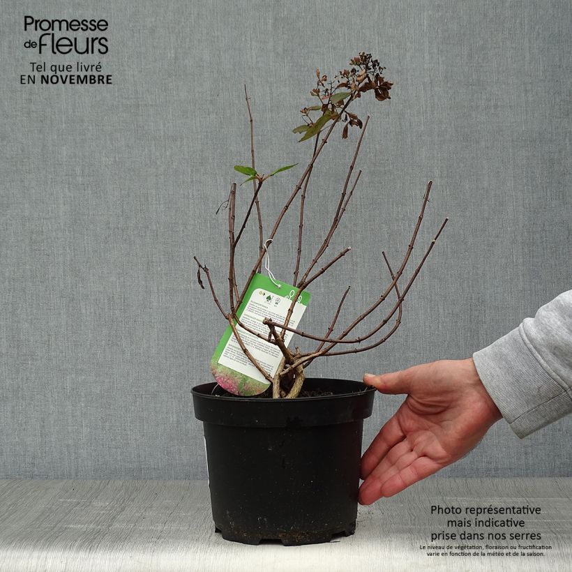 Exemplar von Rispenhortensie Diamant Rouge - Hydrangea paniculata Topf mit 2L/3L, Strauch wie im Herbst geliefert