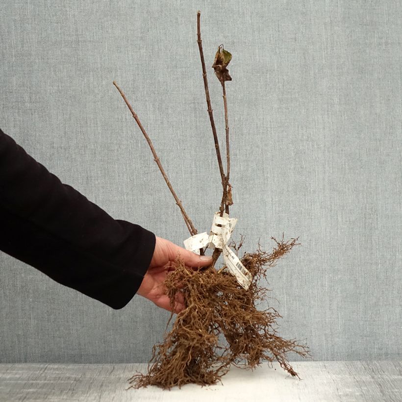 Example of Rispenhortensie Kyushu - Hydrangea paniculata Wurzelnackt as you get in hiver