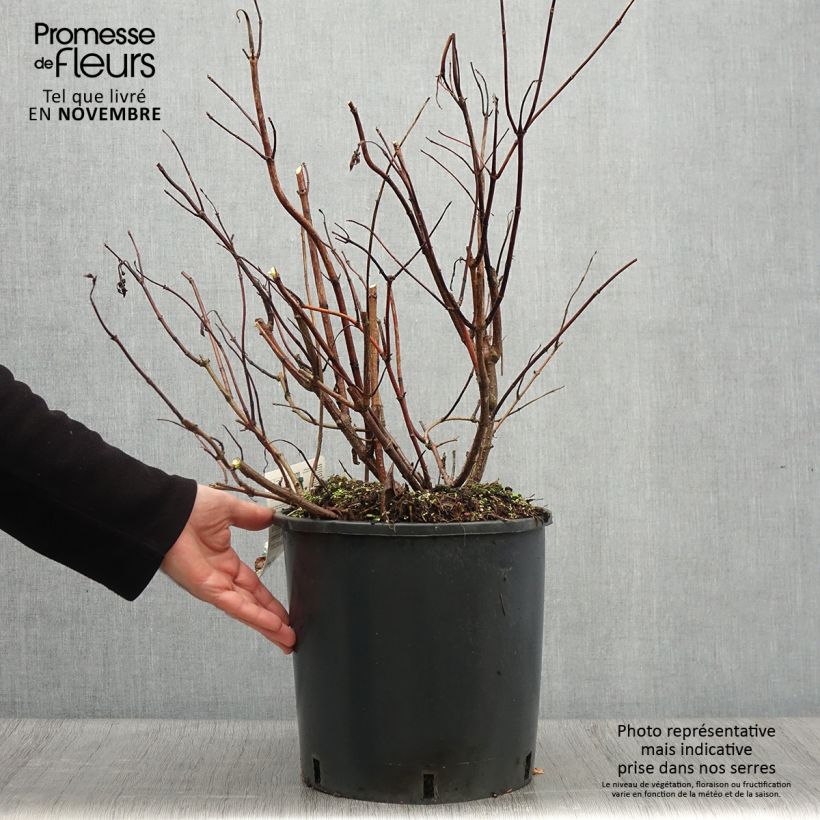 Exemplar von Rispenhortensie Levana - Hydrangea paniculata Topf mit 7,5L/10L wie im Herbst geliefert