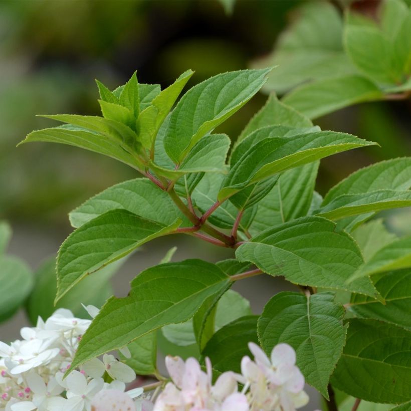 Rispenhortensie Limelight - Hydrangea paniculata (Foliage)