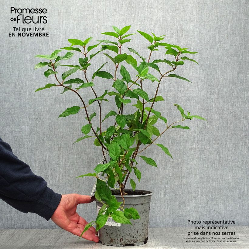 Exemplar von Hydrangea paniculata Limelight - Hortensia paniculé Pot de 3L/4L wie im Herbst geliefert