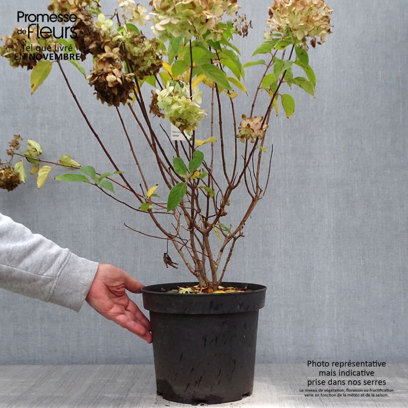 Exemplar von Rispenhortensie Limelight - Hydrangea paniculata Topf mit 6L/7L wie im Herbst geliefert
