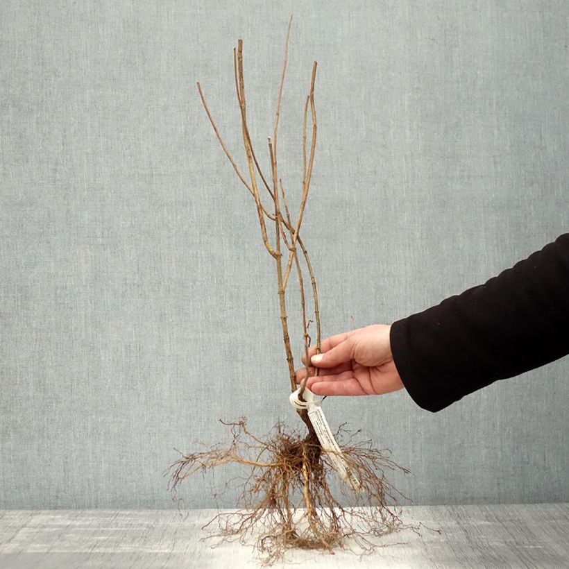 Example of Rispenhortensie Limelight - Hydrangea paniculata Wurzelnackt as you get in hiver