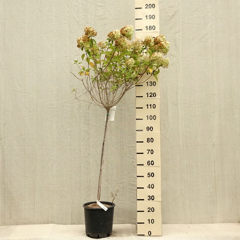Exemplar von Rispenhortensie Limelight - Hydrangea paniculata Topf mit 12L/15L wie im Sommer geliefert