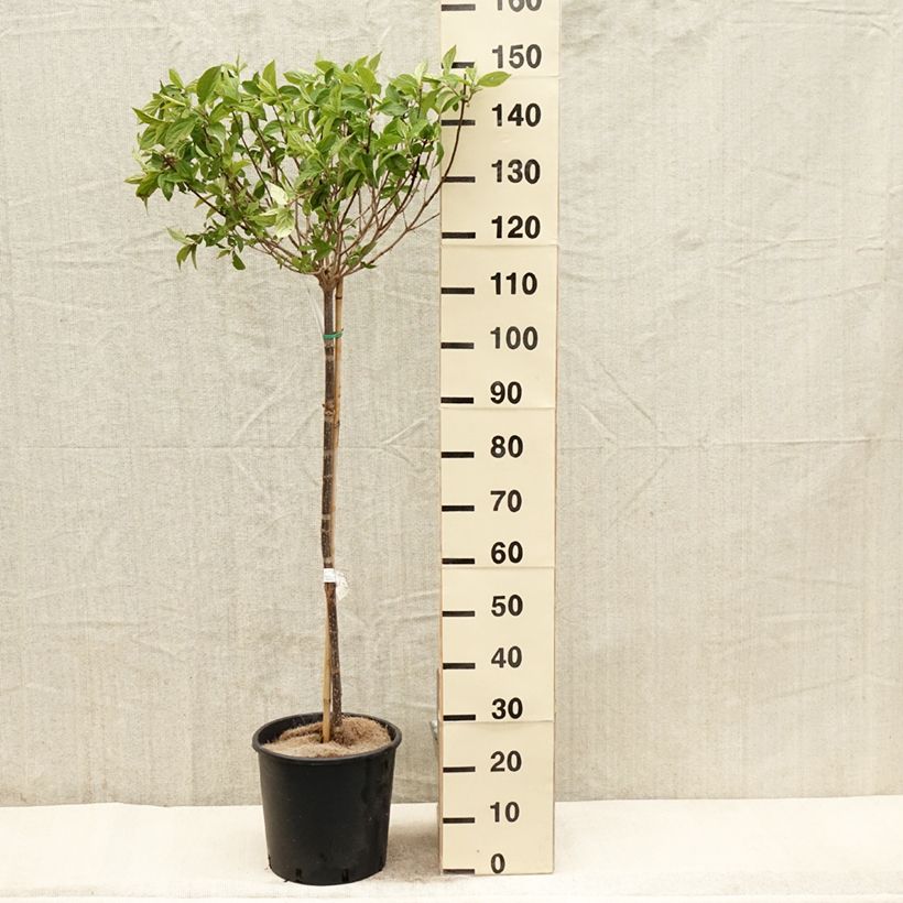 Example of Rispenhortensie Limelight - Hydrangea paniculata Topf mit 12L/15L as you get in printemps