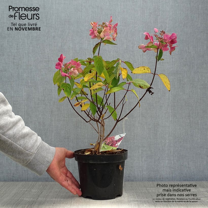 Exemplar von Rispenhortensie Mega Mindy - Hydrangea paniculata Topf mit 2L/3L wie im Herbst geliefert