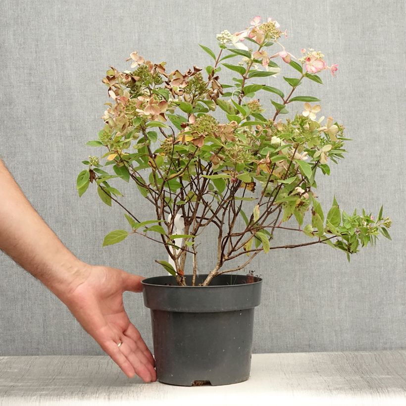 Exemplar von Rispenhortensie Pastelgreen - Hydrangea paniculata Topf mit 3L/4L wie im Sommer geliefert