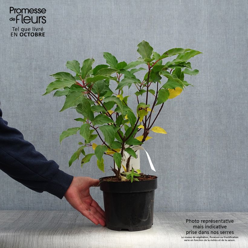 Exemplar von Rispenhortensie Phantom - Hydrangea paniculata Topf mit 2L/3L wie im Herbst geliefert