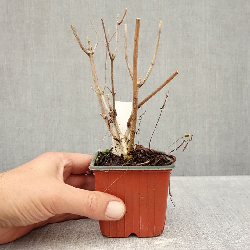 Exemplar von Rispenhortensie Pink Diamond - Hydrangea paniculata Kleine Töpfe von 8/9 cm wie im Herbst geliefert