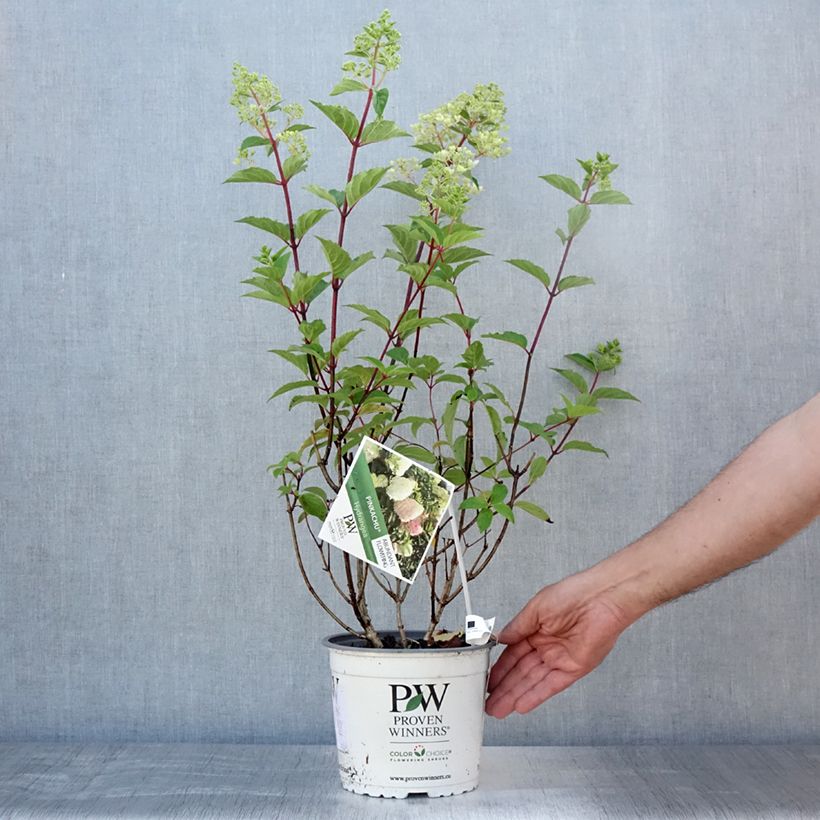 Exemplar von Rispenhortensie Pinkachu - Hydrangea paniculata Topf mit 3L/4L wie im Sommer geliefert