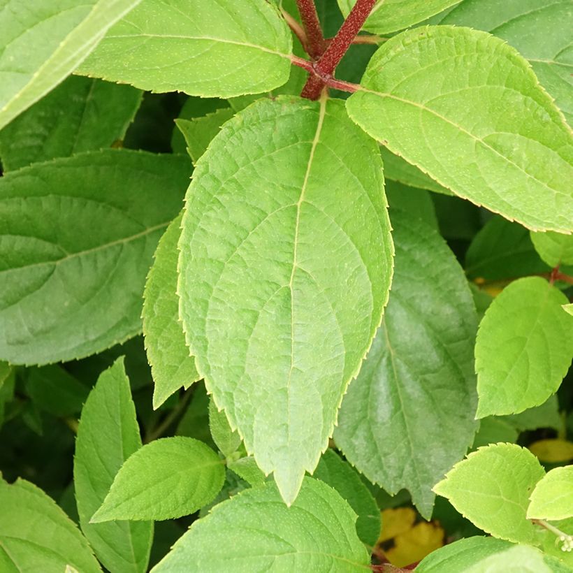 Rispenhortensie Unique - Hydrangea paniculata (Laub)