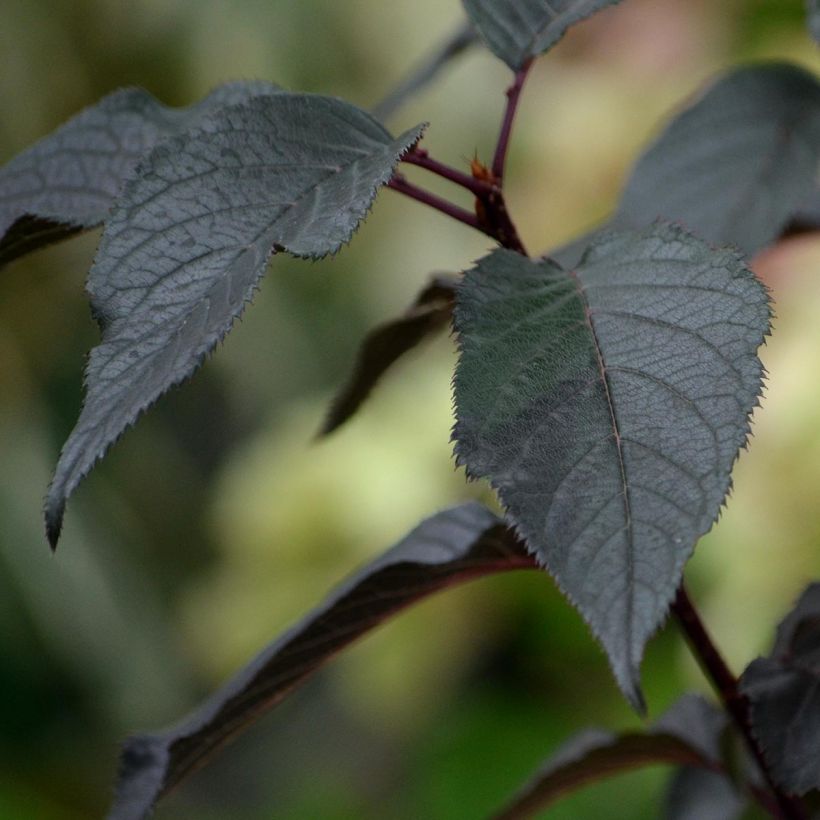 Rispenhortensie White Diamond - Hydrangea paniculata (Foliage)