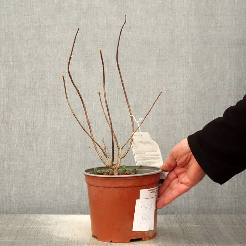 Example of Rispenhortensie White Diamond - Hydrangea paniculata Topf mit 3L/4L as you get in printemps